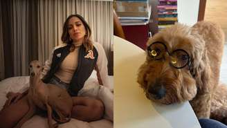 Conheça os cachorros mais fofos dos famosos