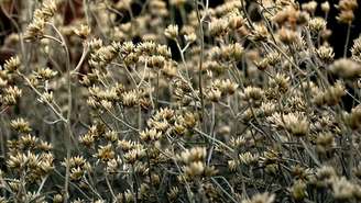 A macela (ou marcela) é uma planta medicinal nativa da América do Sul