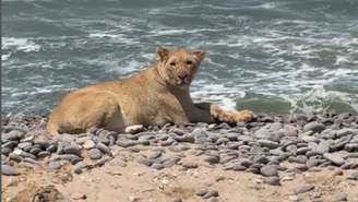 Leões do deserto aprendem a caçar no mar para sobreviver na Namíbia. Entenda como a mudança climática forçou essa adaptação rara