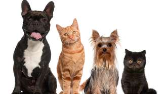 O que parece “sexto sentido” é, na verdade, uma combinação de audição, tato e percepção de pressão muito mais aguçada – depositphotos.com / lifeonwhite