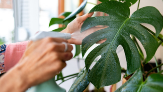 Borrifar vinagre com água na planta deve ser feito com cautela