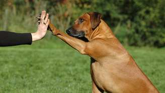 Mais do que curiosidade, a inclinação de cabeça revela aspectos da cognição canina, como atenção, memória e vínculo emocional com humanos – depositphotos.com / foun