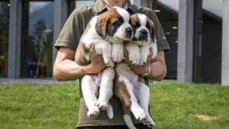 Filhotes da raça São Bernardo em um criadouro em Martigny, na Suíça. Foto ilustrativa.