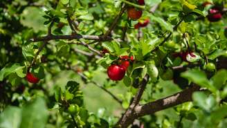 Aprender como plantar e colher acerola pode ser uma experiência extremamente gratificante