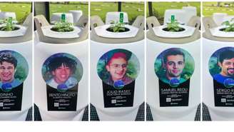 Sementes plantadas com cinzas