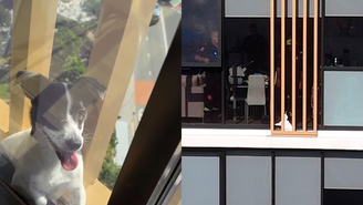 Cachorra é resgatada de guarda-corpo de prédio