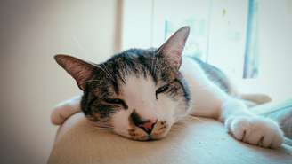 Seu gato está miando muito ou urinando fora da caixa? Confira os principais sinais de estresse em gatos e aprenda estratégias de gatificação para ajudar seu pet