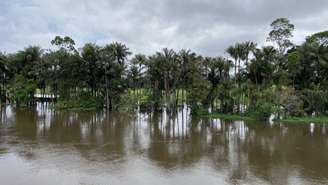 O desmatamento de florestas primárias caiu 36% em comparação com 2024 graças, especialmente, às medidas implementadas pelo governo brasileiro. Imagem de ilustração da Floresta Amazônica no estado do Pará.