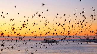 Inspirando estudos em física estatística e inteligência coletiva, esses voos mostram como regras simples podem gerar comportamentos complexos – depositphotos.com / gill@gillcopeland.com