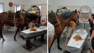 Veja o vídeo da égua Nina relinchando no velório de seu dono em Blumenau. Entenda a ciência por trás da sensibilidade dos cavalos