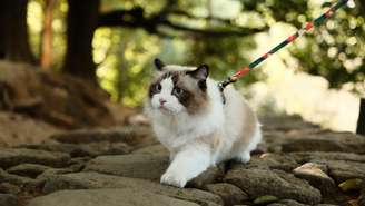 Passear com gatos virou tendência nas redes sociais, mas exige cuidados; entenda os benefícios e riscos para o seu pet