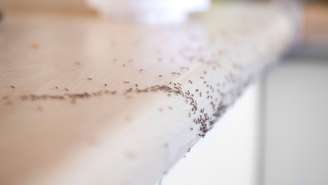 Aprenda a afastar formigas da cozinha sem matá