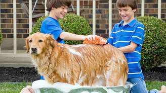Os cuidados de higiene com cães e gatos não se resumem ao banho. Afinal, pequenos detalhes, como a forma de secar o pelo, a frequência do corte de unhas ou a atenção à higiene bucal, podem influenciar o bem-estar dos animais e até reduzir idas emergenciais ao veterinário – depositphotos.com / sonyae