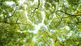 Vento, luz e até pragas ajudam a explicar por que as copas mantêm distância — um ajuste fino que acontece ao longo de anos -depositphotos.com / iaonzeng