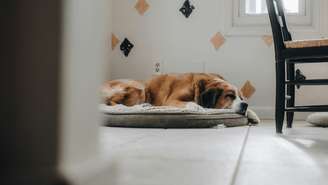 Veja quais raças se destacam pelo temperamento tranquilo e pela facilidade de adaptação à rotina doméstica