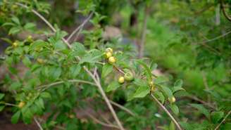 Pesquisa indica que compostos antioxidantes da guabiroba resistem à digestão e podem atuar no controle glicêmico e do colesterol