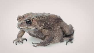 Conheça a técnica Eat That Frog e entenda que começar pela tarefa mais difícil pode aumentar a produtividade e ajudar a parar de procrastinar