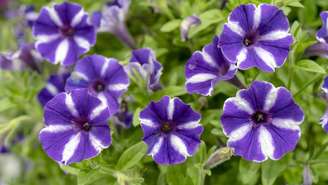 A petúnia é uma das flores mais populares para dar vida a jardins e varandas – depositphotos.com / sandipruel