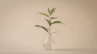 Aprenda o segredo das plantas que vivem só na água para decorar sua sala com elegância e sem esforço