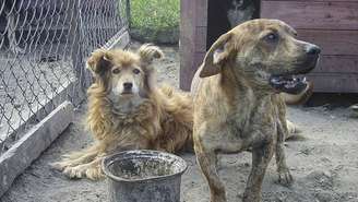 A principal base nacional para tratar de barulho de animais é a Lei de Contravenções Penais. Em especial, o artigo que trata da perturbação do trabalho ou do sossego alheios – depositphotos.com / anakul