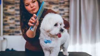Se aplicado com cuidado, o ingrediente não somente elimina os nós, como auxilia na higiene e ajuda a neutralizar o mau odor do cachorro