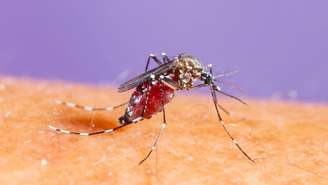A transmissão de dengue, zika e chikungunya acontece, em geral, da mesma forma: o Aedes aegypti pica uma pessoa infectada, o vírus se multiplica no organismo do inseto e, depois de alguns dias, esse mosquito passa a transmitir a doença ao picar outras pessoas – depositphotos.com / smuayc