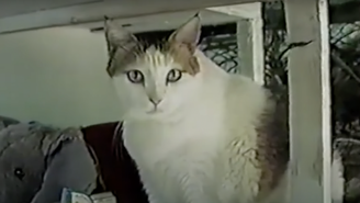 gato –