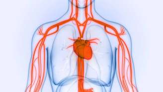 Aorta – depositphotos.com / magicmine