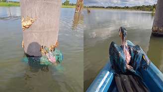 Pescador resgata filhote de arara-canindé ilhado em tronco