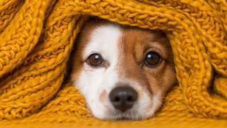 Veja como identificar que seu pet está com frio