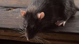 Estudos de vigilância ambiental indicam que espécies como o rato de esgoto (Rattus norvegicus) e o rato de telhado (Rattus rattus) se adaptam rapidamente a diferentes ambientes, desde regiões portuárias até condomínios residenciais – depositphotos.com / aboikis
