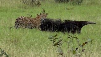Onça-pintada e tamanduá-bandeira se enfrentam em briga