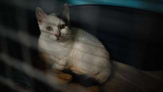 Um gato disponível para adoção em um abrigo na Sociedade Protetora dos Animais (SPA) de Gennevilliers, na periferia norte de Paris.