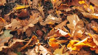 Folhas marrons – depositphotos.com / Sonyachny