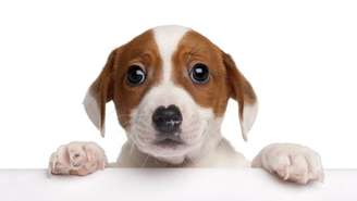 Testes simples, como observar qual pata o cão usa para segurar brinquedos ou subir escadas, ajudam a identificar a lateralidade – depositphotos.com / lifeonwhite