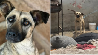 Cadela emociona ao ganhar um novo lar