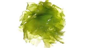 Alga marinha – depositphotos.com / czuber