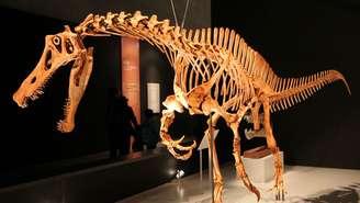 Uma réplica mostra como seria o esqueleto completo do Irritator chalengeri.