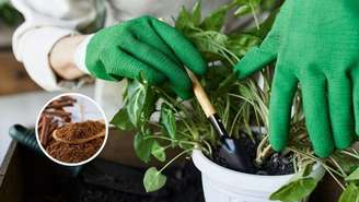 Usar canela nas plantas é um jeito natural de evitar fungos e melhorar o enraizamento