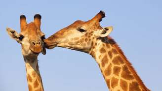 Girafas se beijam – depositphotos.com / zambezi