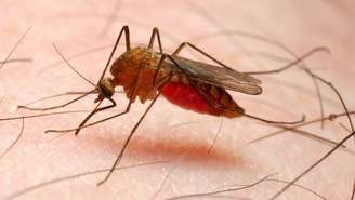 Mesmo sem compreender o papel do Anopheles ou do parasita Plasmodium, comunidades passaram a adaptar rotas migratórias, técnicas de cultivo e até horários de trabalho para reduzir a exposição às picadas – depositphotos.com / vladvitek