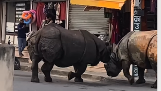 Rinocerontes brigam no meio da rua no Nepal
