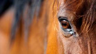 A comunicação entre humanos e cavalos vai além da voz: postura, respiração e microexpressões faciais também influenciam o comportamento dos equinos – depositphotos.com / Alexia Bragina