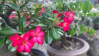Rosa-do-deserto  -