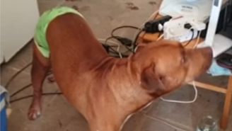 Pitbull salva idoso de ser agredido pelo próprio filho