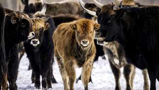 Oostvaardersplassen é um dos projetos mais polêmicos — e inspiradores — de reintrodução da vida selvagem na Europa