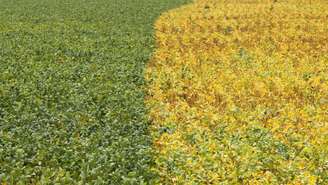 “Quando a China liga o sinal verde, o Brasil deveria ver o amarelo”.