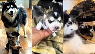 Filhotes de husky com cão salsicha viralizam e surpreendem milhões nas redes