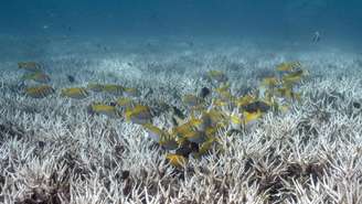 Cientistas alertam para poderoso El Niño em 2026, que pode prejudicar o meio ambiente, como na imagem de arquivo, que mostra peixes nadando entre corais da ilha Koh Tao, no sul da Tailândia, em junho de 2024.