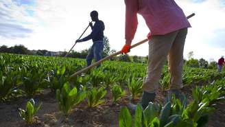 No sul da Itália, nos campos de frutas e hortaliças, os fazendeiros dependem cada vez mais da mão de obra estrangeira (foto ilustrativa).
